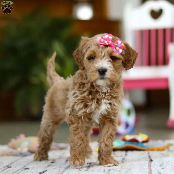 Janice, Mini Goldendoodle Puppy